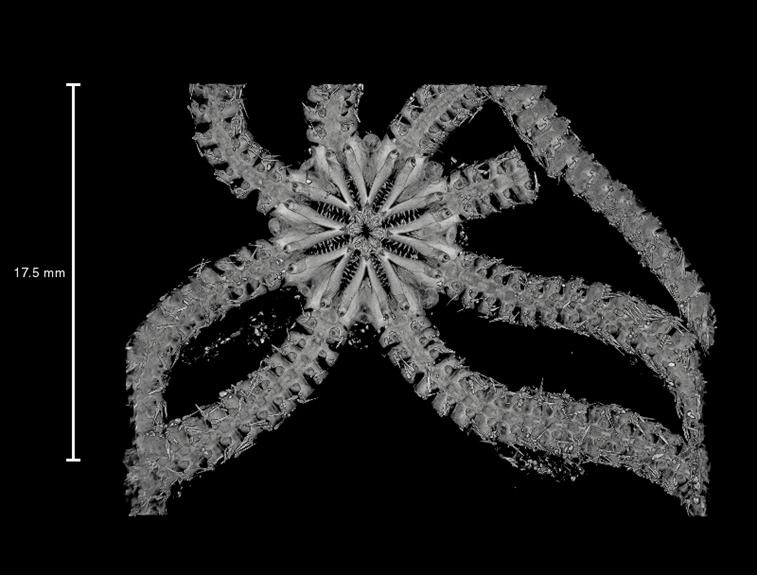 an animation of a spinning eight legged sea creature 
