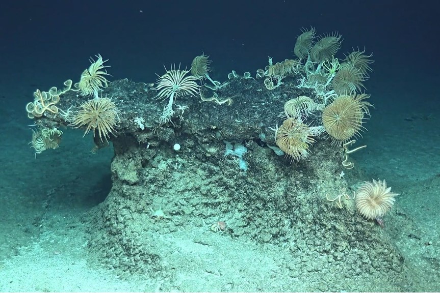 an underwater mound with coral growing on top
