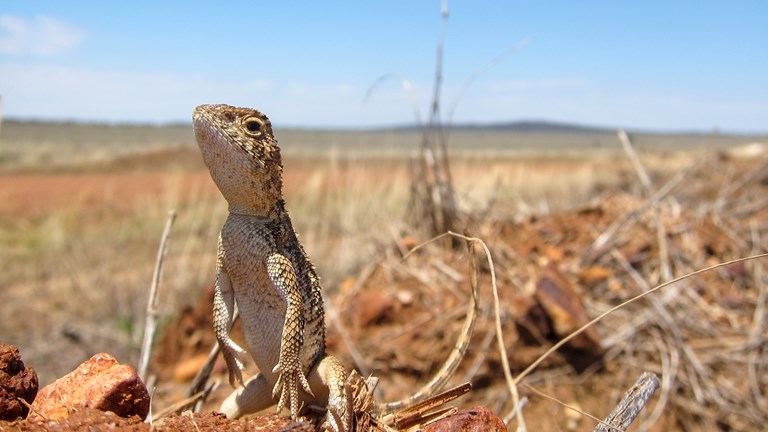 Roma Earless Dragon (Tympanocryptis wilsoni) from Roma area, Queensland.