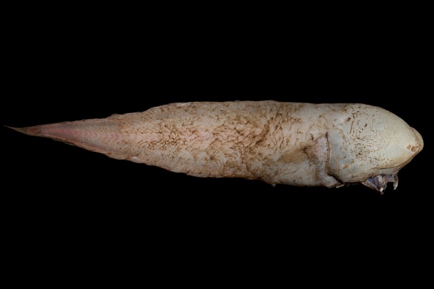 a fish with no eyes on a black background