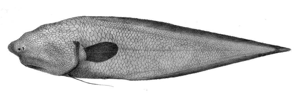 an illustration of a deep sea fish that appears to have no eyes