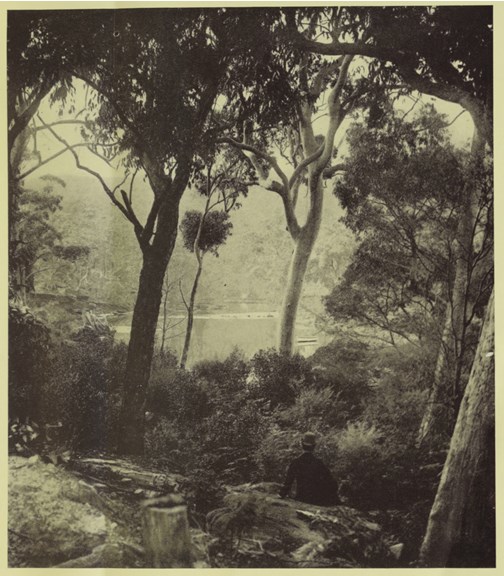 Dry plate photograph of a woodlands scene
