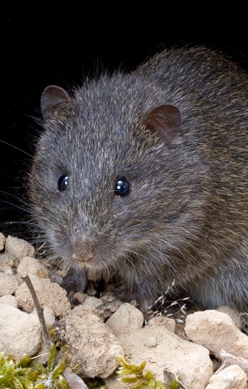 Face-on view of a Swamp Rat (Rattus lutreolus)