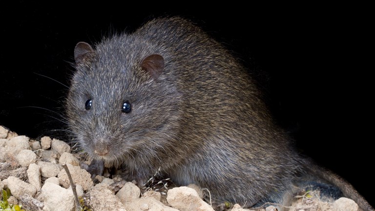 Face-on view of a Swamp Rat (Rattus lutreolus)