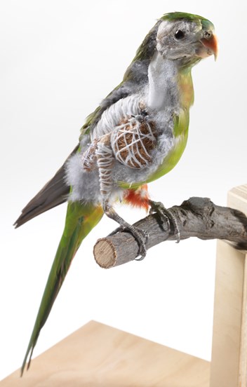 Taxidermy training model of a Princess Parrot