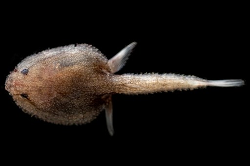 A small fish on a black background