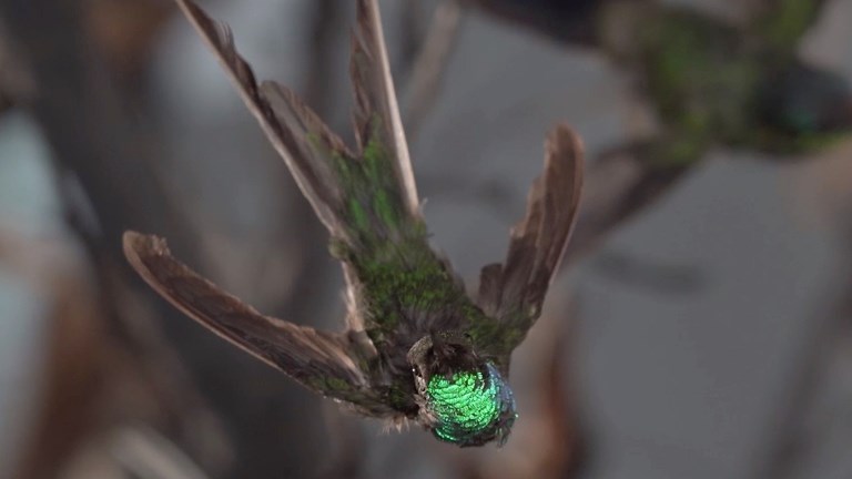 Close-up on of a hummingbird