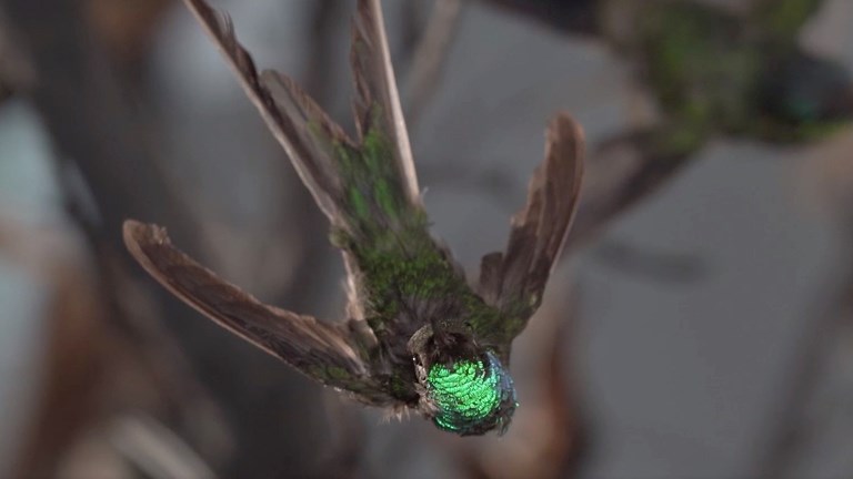 Close-up on of a hummingbird