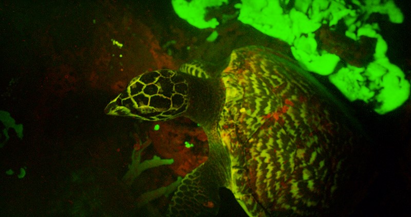 A hawksbill sea turtle (Eretmochelys imbricata) showing biofluorescence
