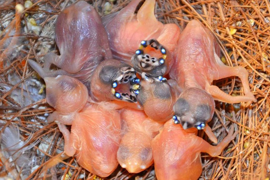 Baby birds with glowing beads of blue light around their beaks