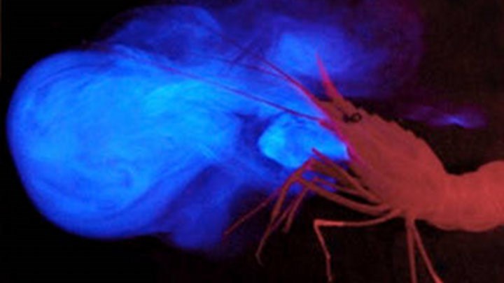 a red crustacean ejecting blue light from its mouth