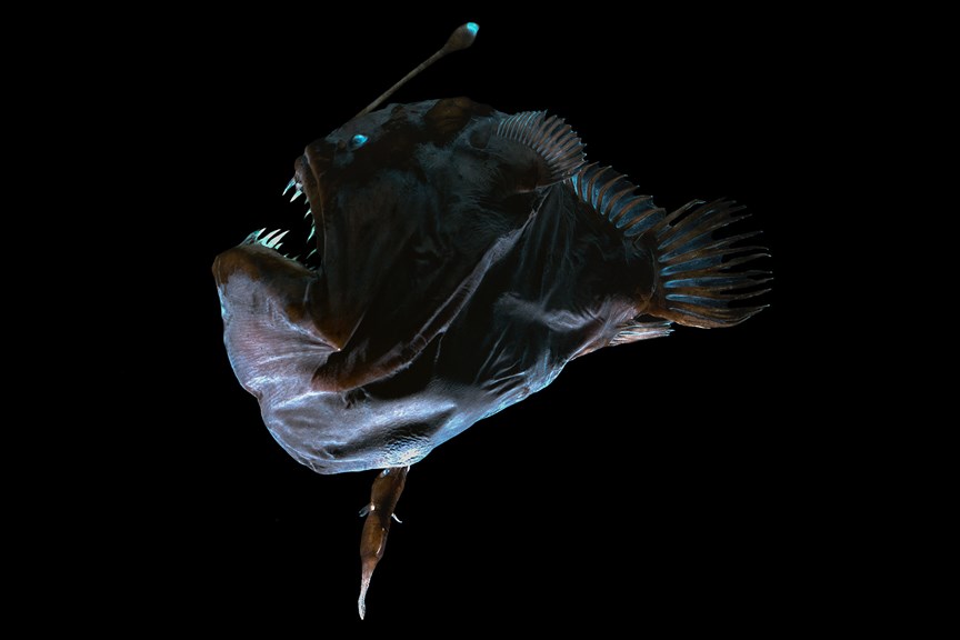 a deep sea fish with an illuminated lure above its head on a black background