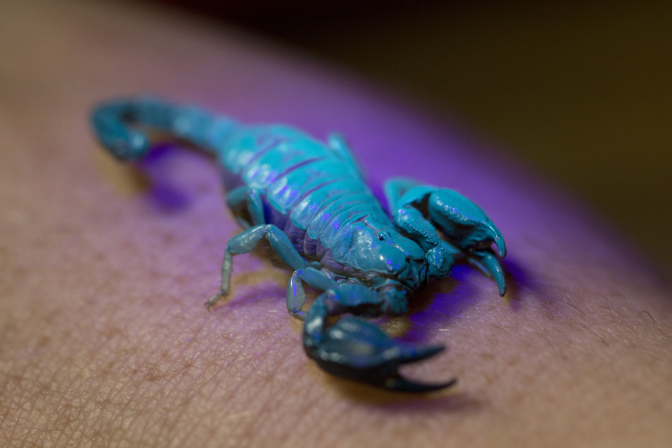 https://museumsvictoria.com.au/media/17997/little-marbled-scorpion-glowing.jpg
