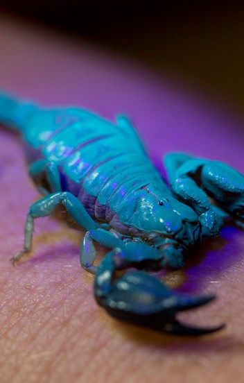 a small scorpion glowing green under uv light
