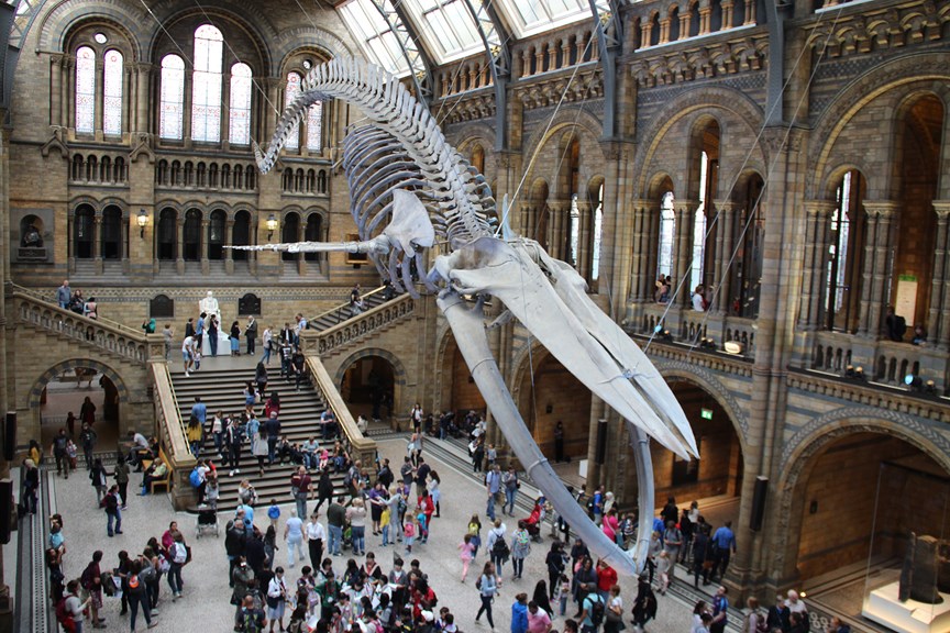a whale skeleton hangs above a crowd of people in a large hall