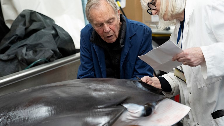 two scientists look over a giant devil ray