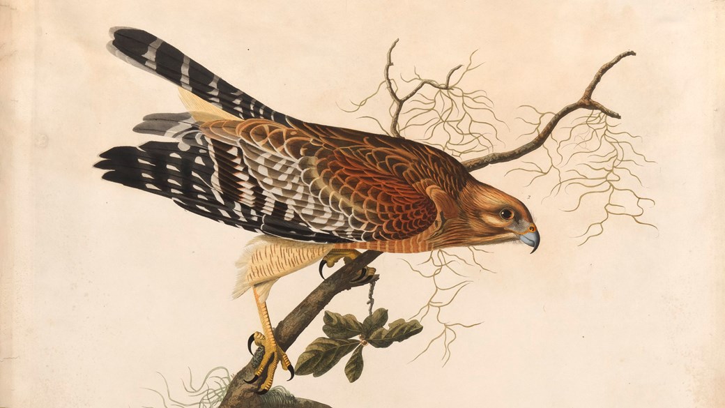 Hand coloured aquatint engraving on paper of Buteo lineatus, Red-shouldered Hawk by John James Audubon. Original names used by artist were Red-Shouldered Hawk, Falco lineatus.