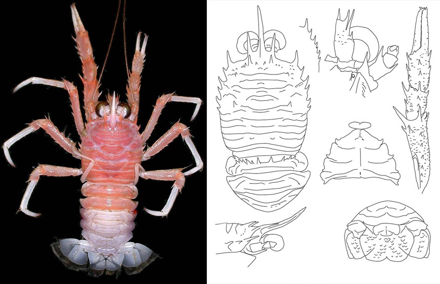 an illustration and photo of a small crustacean side by side