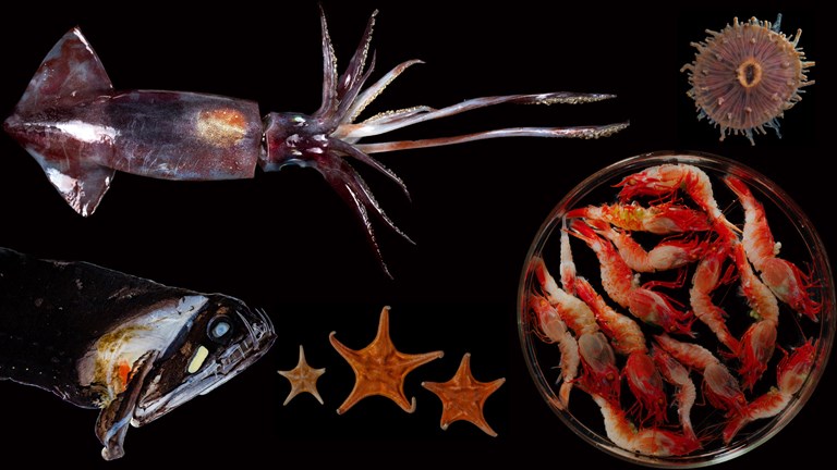 Deep sea creatures