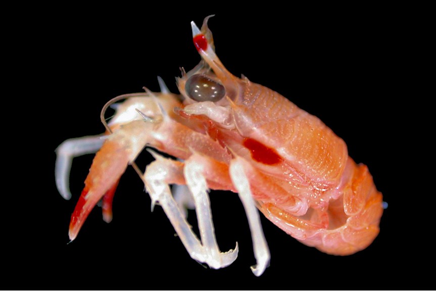 A photograph of a small crustacean from the side