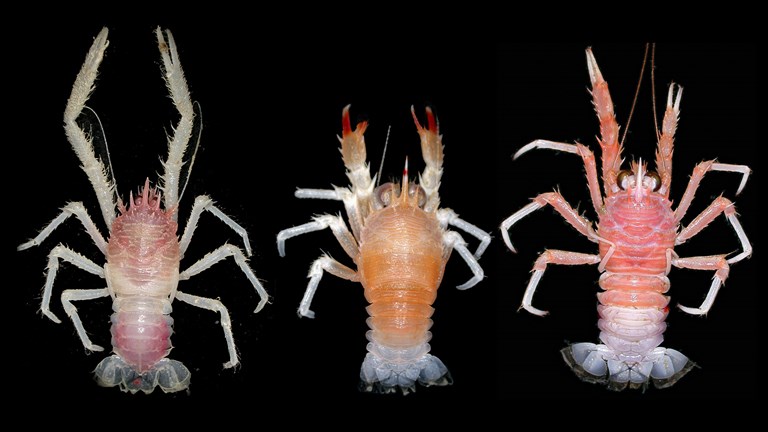 A picture of three squat lobsters from above
