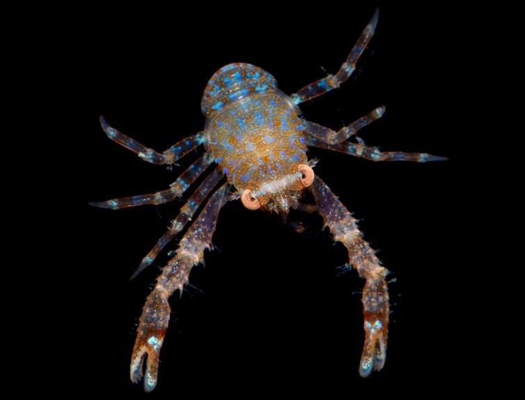 A photograph of a brightly coloured small crustacean 