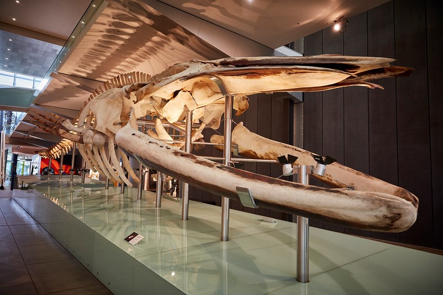 An image of a large whale skeleton on display in a hall