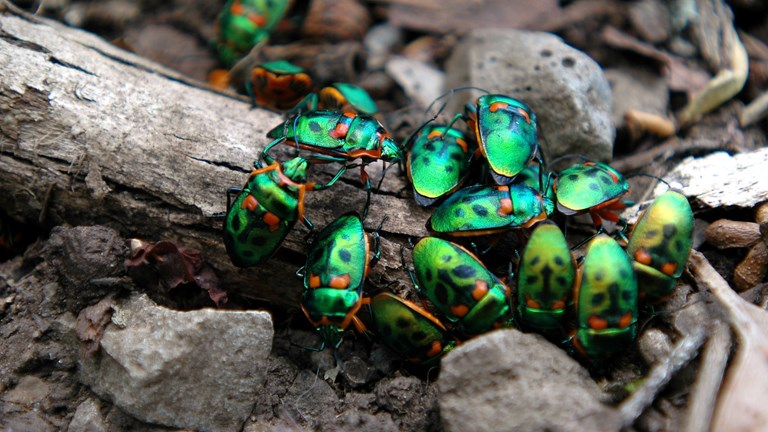 Green christmas beetles in a cluster on the ground