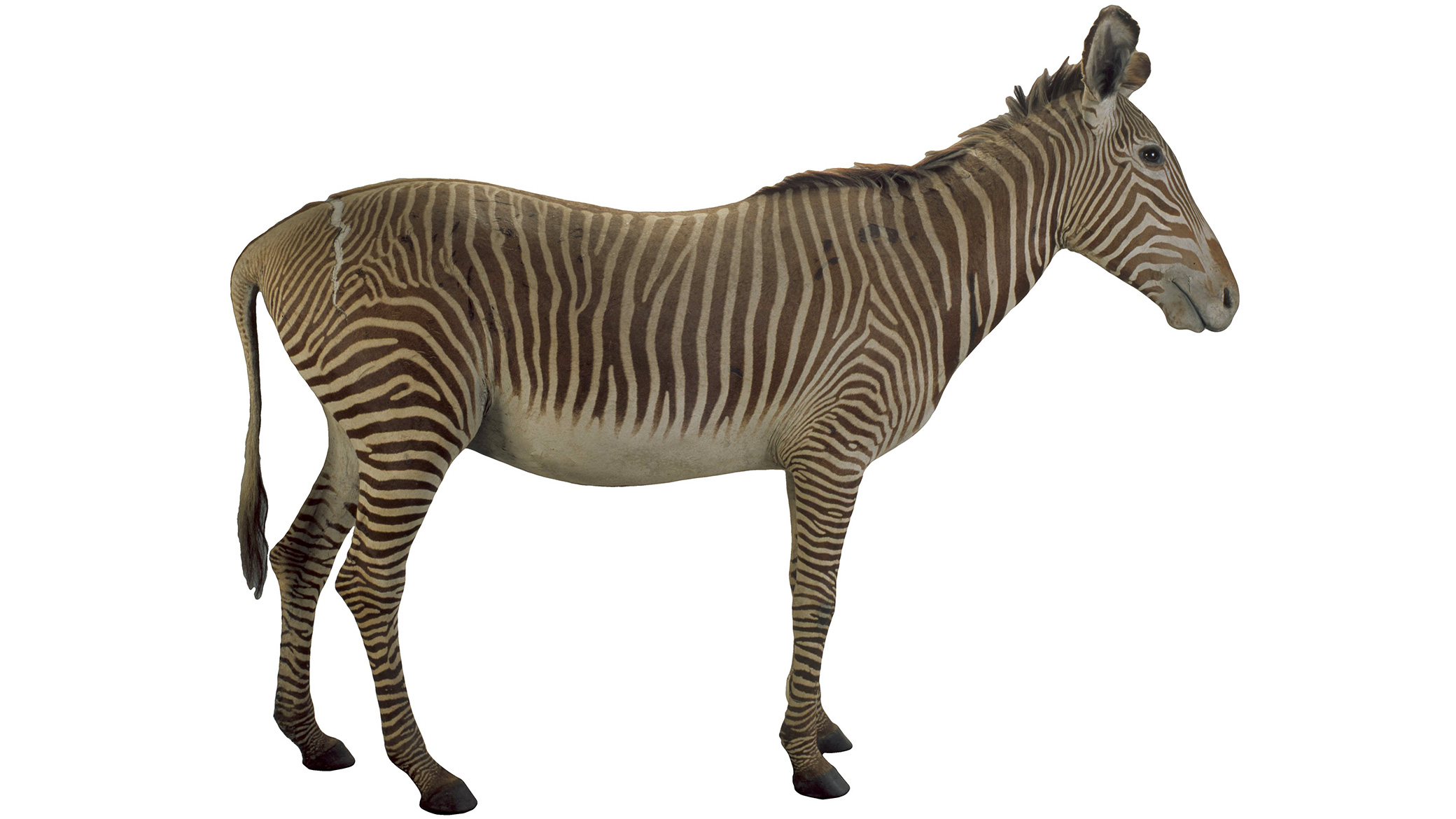 Equus grevyi, Greyi, mount. Registration no. C 30692.