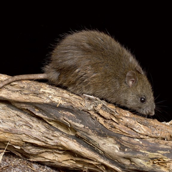 Small brown rodent