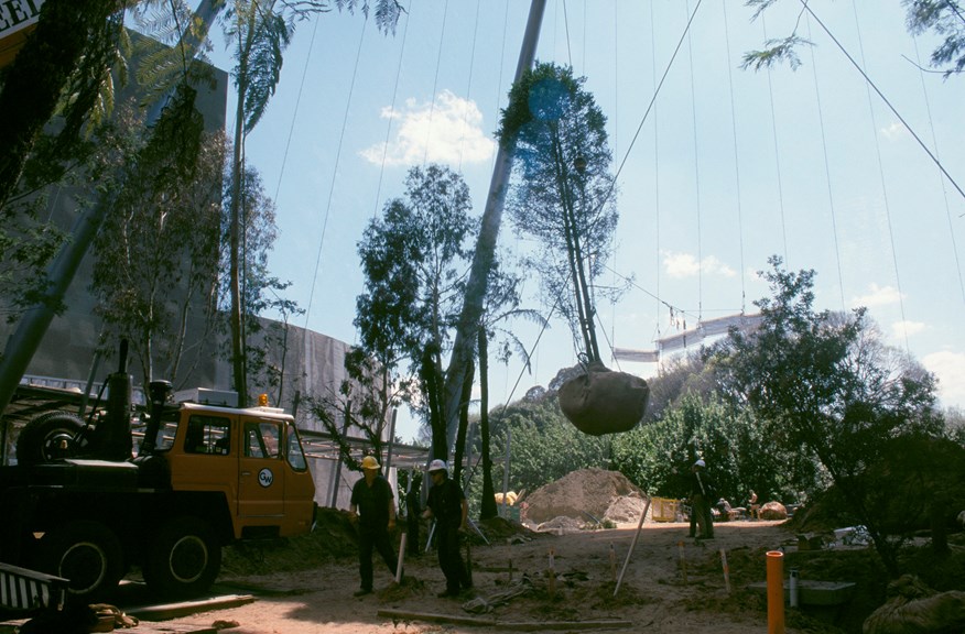 A large crane moves a tree