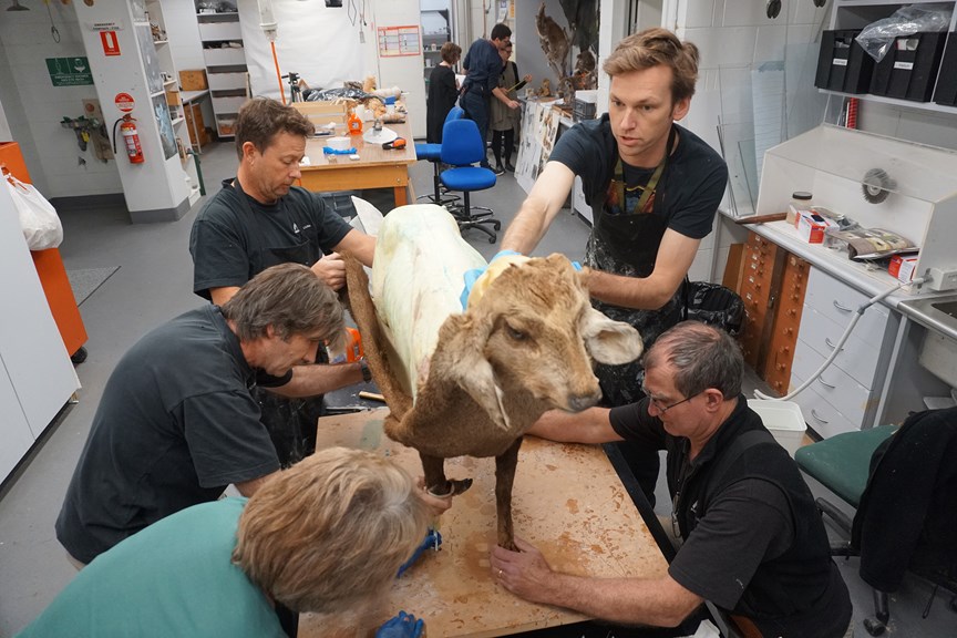 a group of people prepare a taxidermied animal