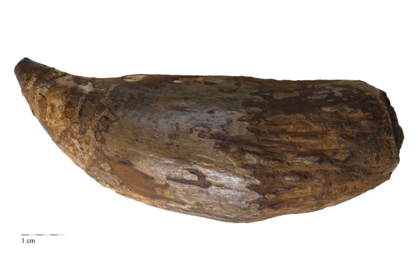 Brown horn shaped object