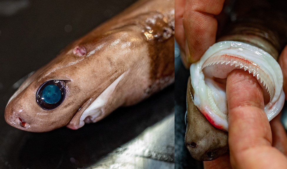 A picture of the head of a small shark and another of its sharp teeth 