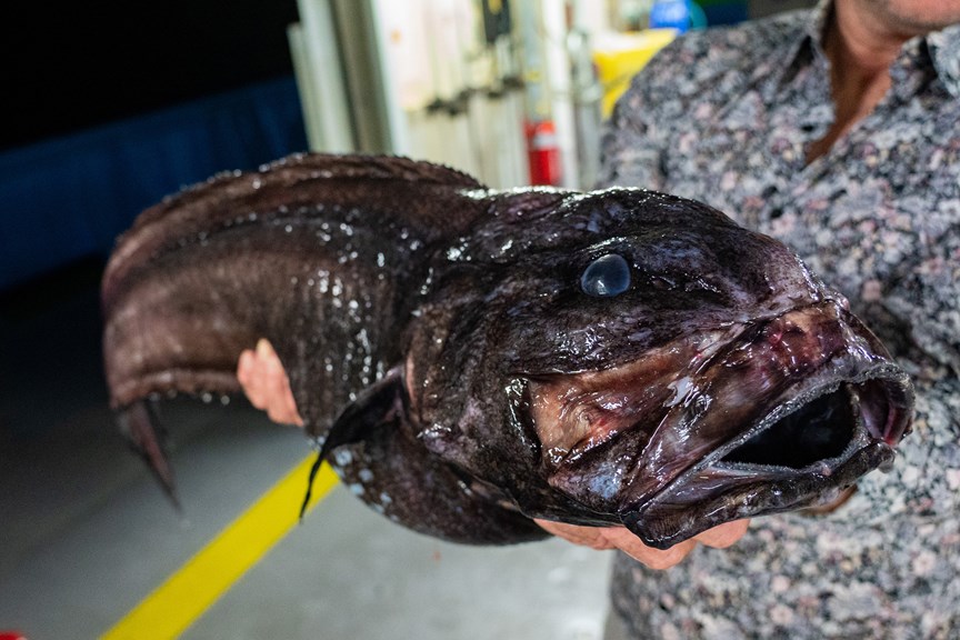 A picture of a large fish with a gaping mouth