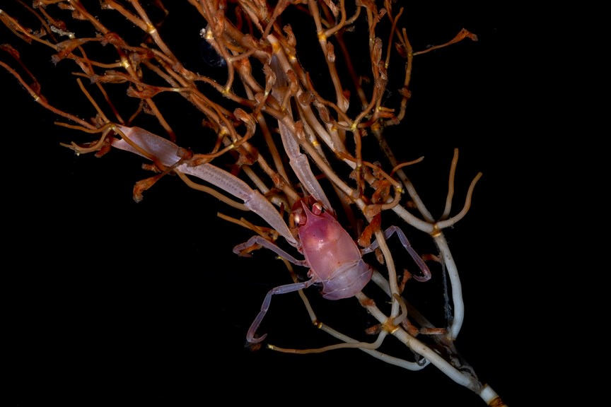 A small crustacean holds onto coral