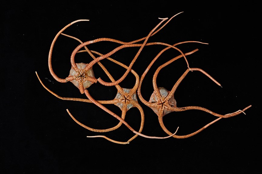 three deep sea creatures, each with five arms and a central body disc