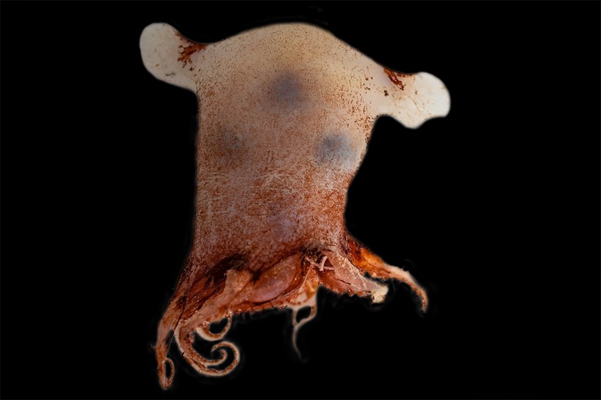 A small octopus with a fin each side of its head 