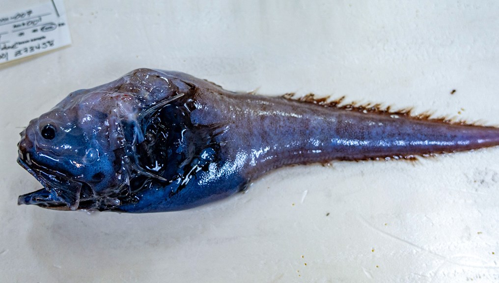 A blue coloured fish with spikes on its head 