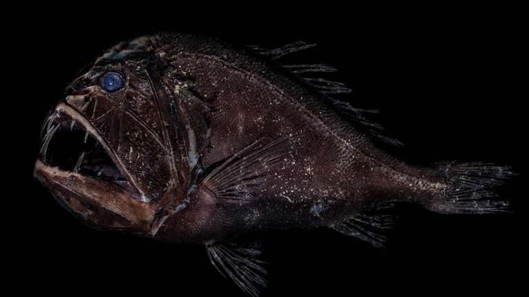 This Animal's Eyes Make Up Almost Half of Its Body