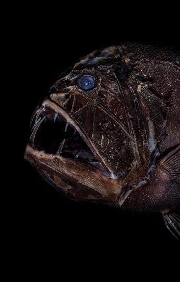 a scary looking fish with big teeth