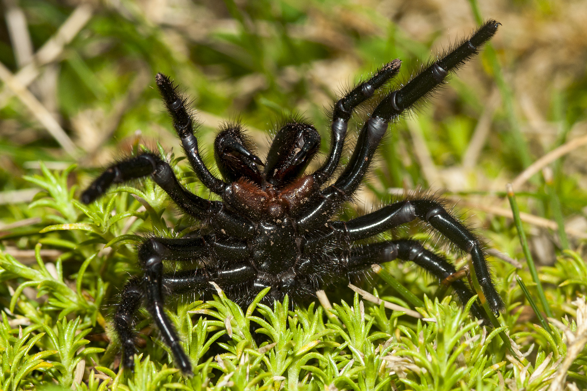 funnel web spider bite