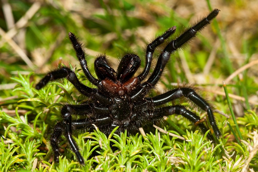 A big black spider rearing back and baring its fangs