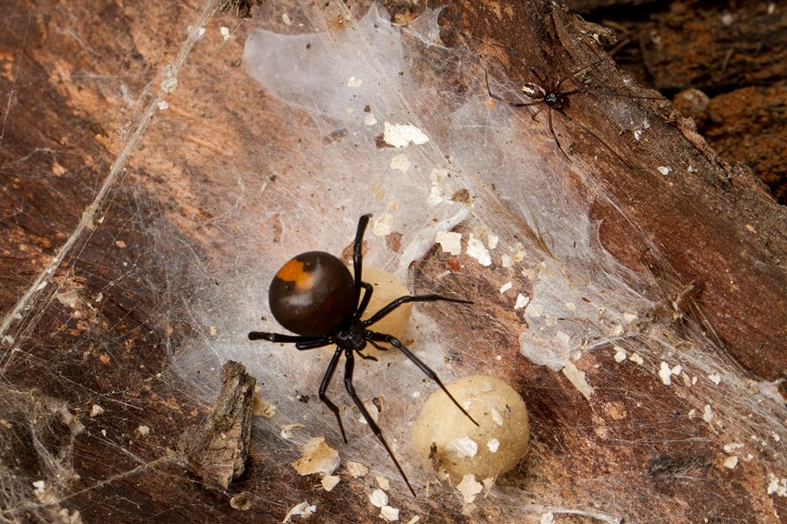 a black spider with a red-striped back sits on top of her eggs