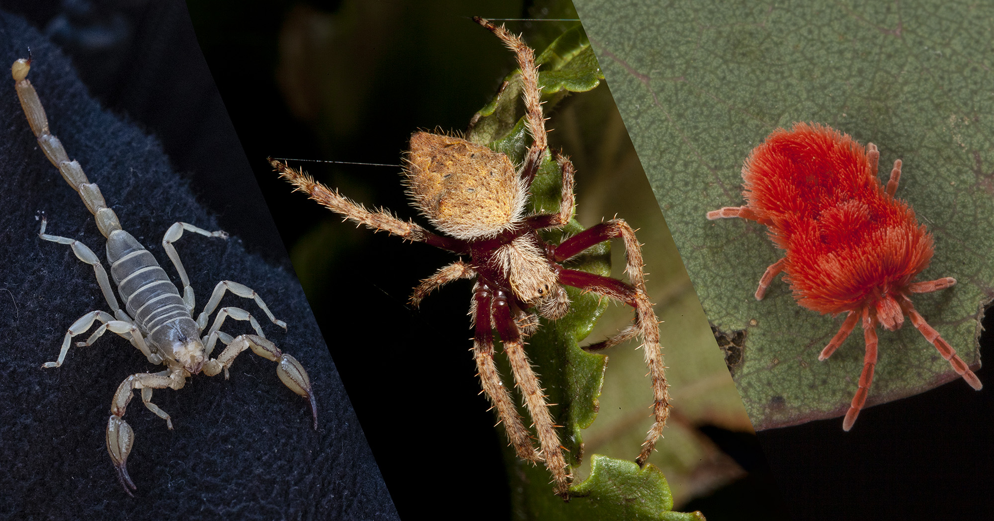 What's a funnel web spider and what are the most dangerous spiders in the world? All you need to know