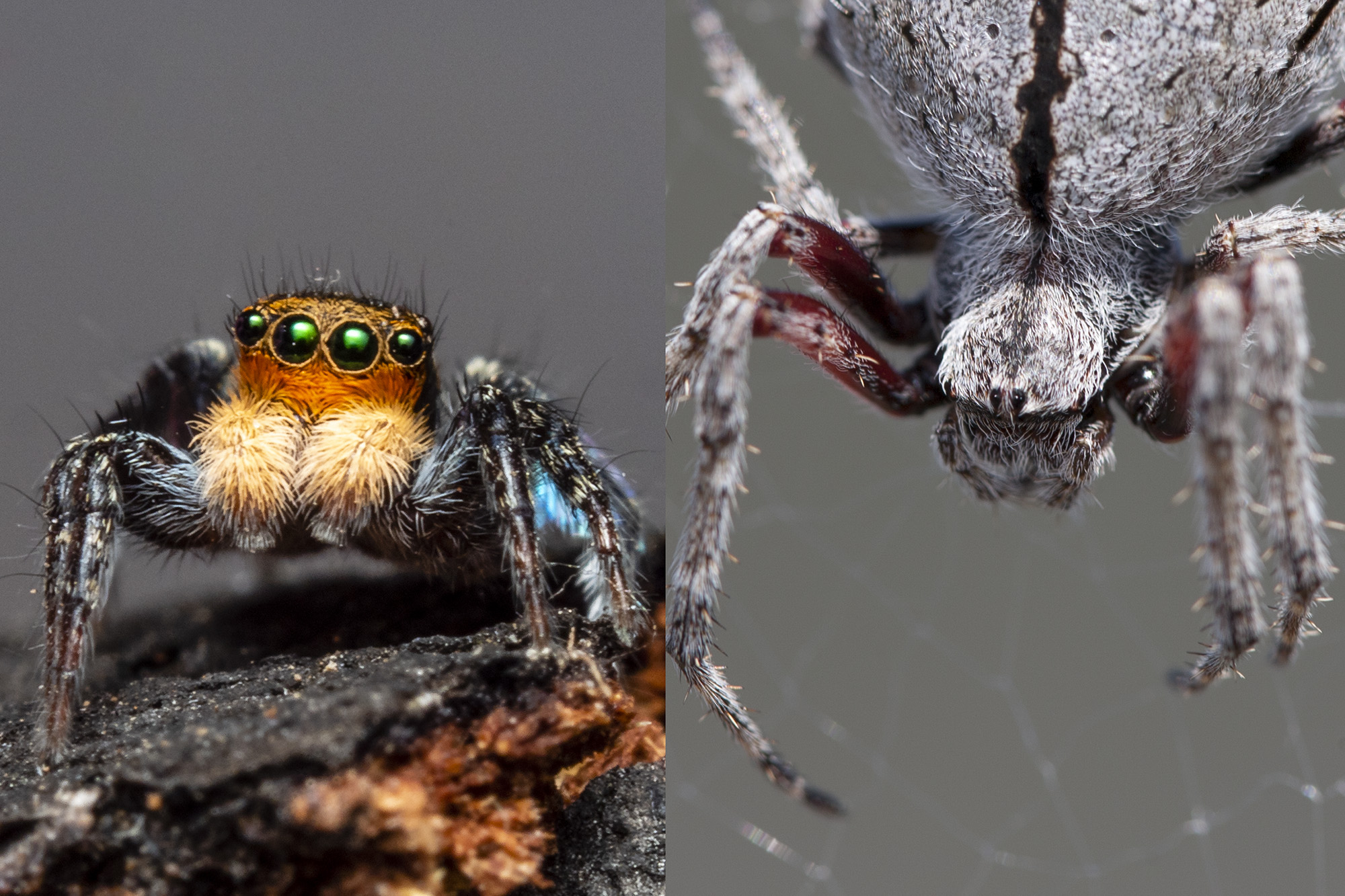 giant australian spider bites