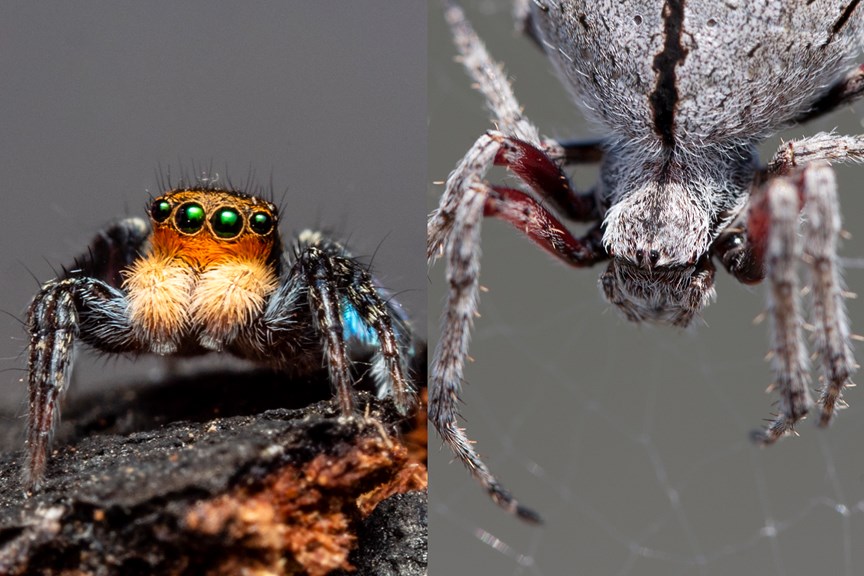 A picture of a spider with large eyes and another with smaller eyes