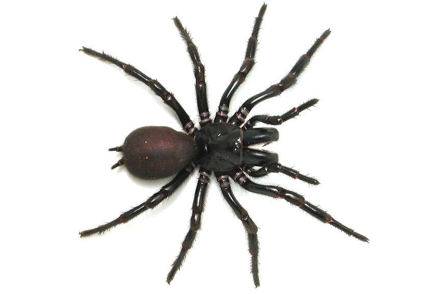 A large black spider with big fangs
