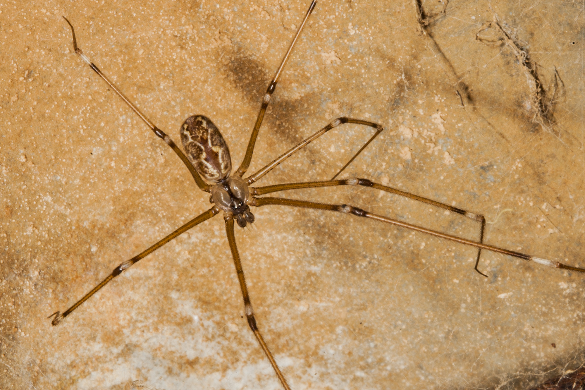 Daddy long-legs is a MOMMY! : r/spiders