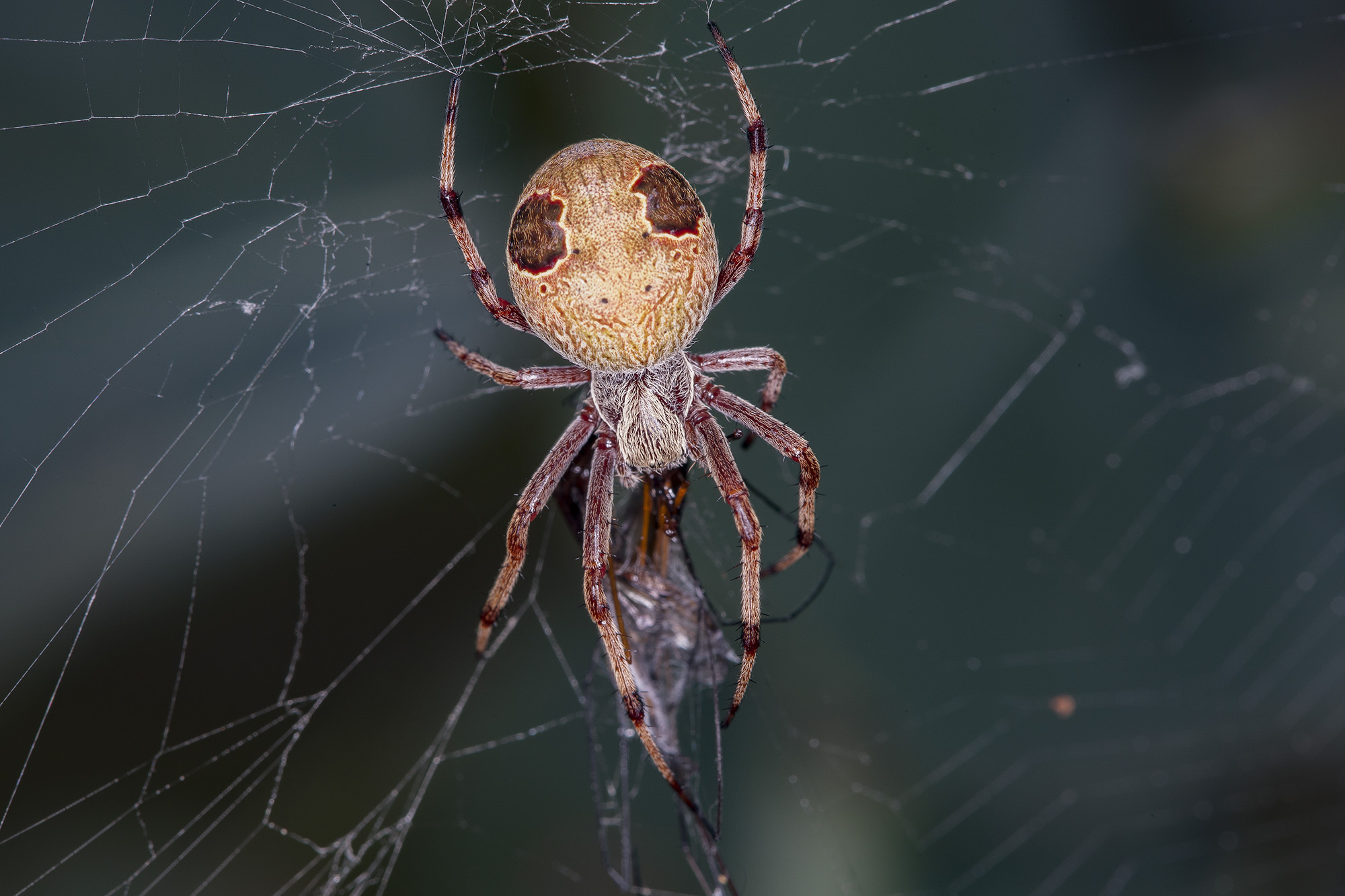 spiders eating their prey